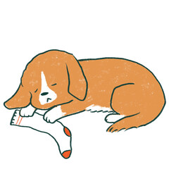 靴下と眠る犬