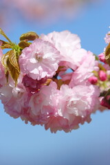 満開のピンクの八重桜（八重紅虎の尾）のクローズアップ　青空背景