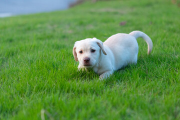 A cute Labrador dog playing happily on the grass in the park