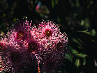 Corymbia flower