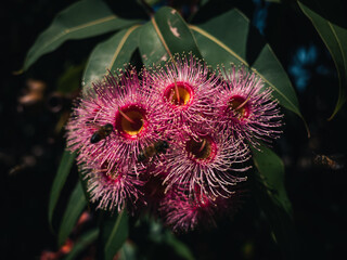 Corymbia flower