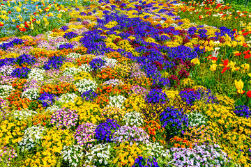 Fototapeta na wymiar 公園のカラフルな花畑