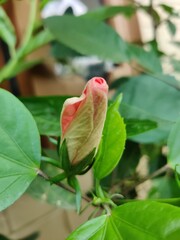 red and green parrot hibiscus  flower bud
