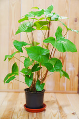 Syngonium in a black pot on a wooden background. houseplant. 