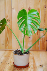 Monstera in a white pot on a wooden background. houseplant. 