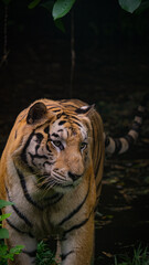 tiger looking for prey in the jungle