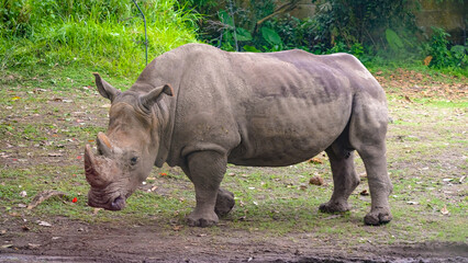 Fototapeta premium rhino in the wild looking at the camera