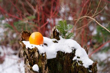 Orange on a snow-covered stump. Fruits in the snow.