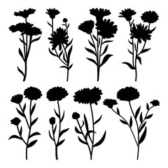 Calendula flower medicine plant silhouette stencil templates - 771223057