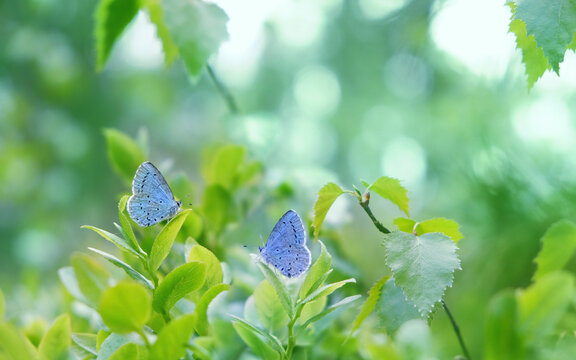 two Blue Argus butterflies (Polyommatus icarus) on forest plant close up, abstract nature background. spring summer background. Gentle dreaming fantasy artistic nature image. template for design