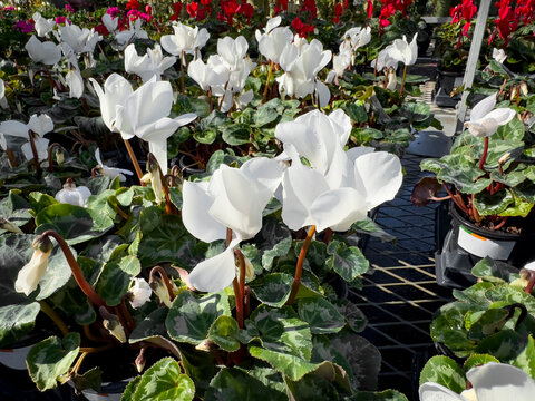 A view of a several cyclamen plants, with white flowers, seen at a local nursery.