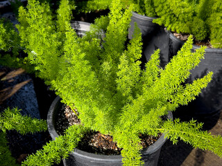 A view of a potted asparagus fern, seen at a local nursery.