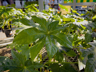 A view of leaves from the fatsia japonica plant.