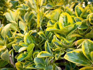 A view of leaves from the golden euonymus plant.