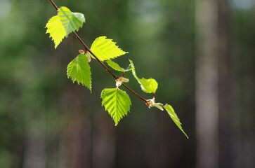 A birch branch with leaves on a forest background.