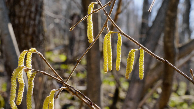 Southern Urals, spring forest, birch catkins.