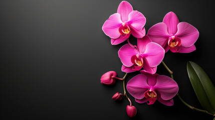 Beautiful pink orchid flower isolated on black background, natural background.  Bouquet of purple and white. Set of beautiful orchid phalaenopsis flowers on white background. Tropical flowers isolated - obrazy, fototapety, plakaty