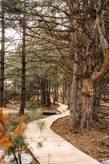 A path made of wooden planks between trees in a pine forest. 