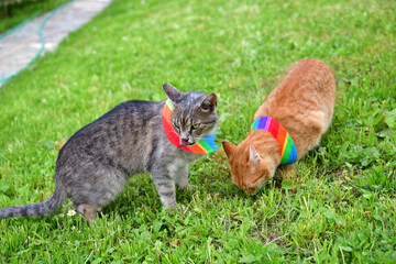 Cat with warning collar against the natural instinct to hunt birds  - 771226862