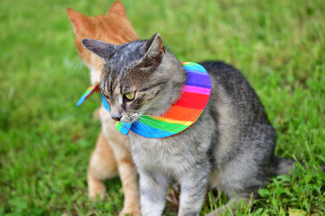 Cat with warning collar against the natural instinct to hunt birds  - 771227064