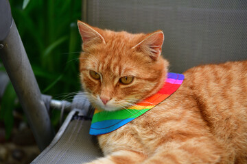 Domestic cat wearing bird warning cat collar covers around the neck - 771227202