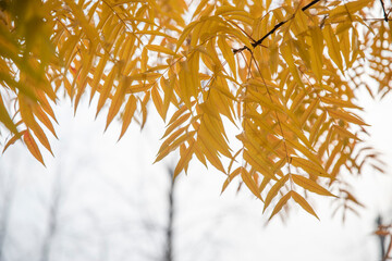 In autumn, the leaves in the park turn yellow and are very beautiful