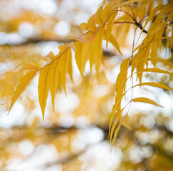 In autumn, the leaves in the park turn yellow and are very beautiful