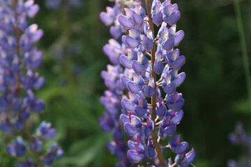 Flowering lupine in the field.