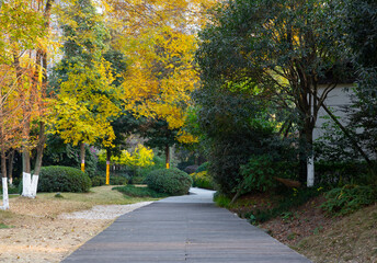 The autumn scenery of modern urban parks, where the leaves turn yellow, is very beautiful