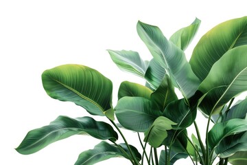 Tropical plant leaves create indoor garden backdrop.