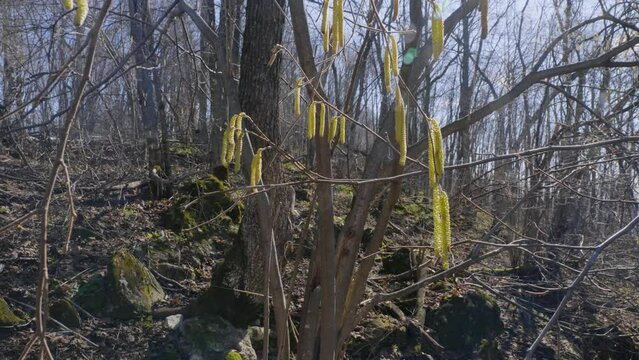 Southern Urals, spring forest, birch catkins.