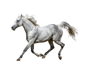 Gray_horse