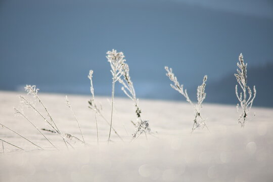 霜のついた草