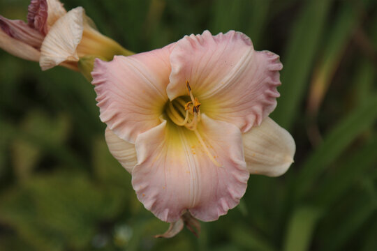 Blooming daylily flower.