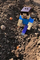 Obraz premium LEGO Minecraft smiling figure of Steve checking planted onion nurselings in garden seed bed, spring daylight sunshine