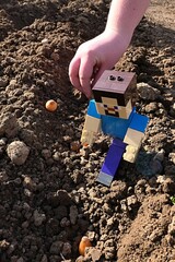 Obraz premium LEGO Minecraft figure of smiling Steve checking planted onion nurselings in seed bed, hand of young child planting in background. 