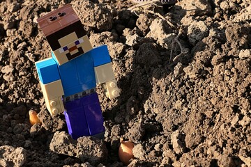 Fototapeta premium LEGO Minecraft figure of smiling Steve walking in seed bed checking planted onion seedlings, sunlit by afternoon sunshine. 