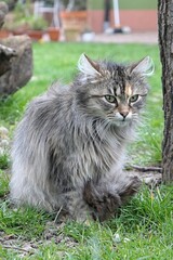 Naklejka na ściany i meble Cute tabby fluffy young female cat sitting near garden tree in windy weather, looking forward