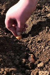 Hand of young girl planting onion seedling into garden flower bed, sunlit by afternoon spring sunshine. 