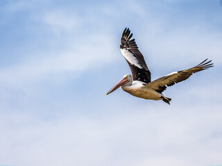 Pelican Flapping