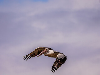 Pelican Wings Down