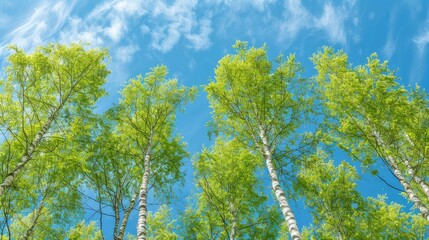 Fototapeta premium Birch tree with fresh green leaves on a summer day against the blue sky