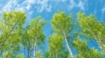 Deurstickers Birch tree with fresh green leaves on a summer day against the blue sky © kardaska