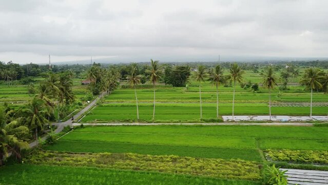 Coconut trees and road in the middle of rice fields