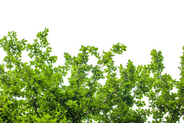 Green leaves on a branch on white