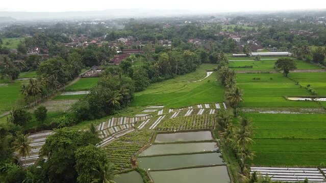 Rice fields and ponds among beautiful trees