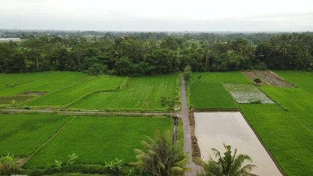 Evening with rice fields, trees and ponds in the background