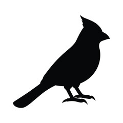 Obraz premium silhouette of a cardinal on white