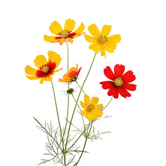 Obraz premium Cosmos flowers bouquet, yellow and red blooms, floral arrangement, for illustration or graphic design, Isolated on transparent background, png