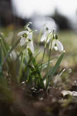 Close Up of Snowdrop Galanthus Flowers in Grass